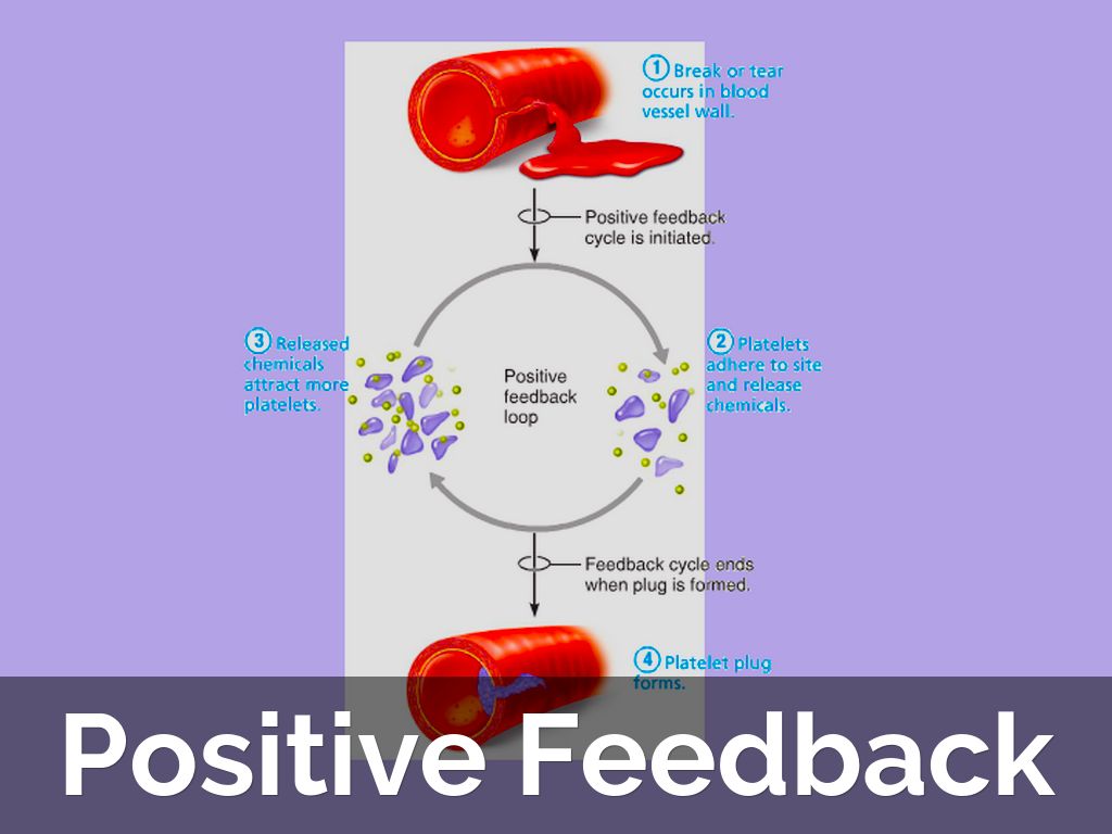 positive feedback mechanism blood clotting