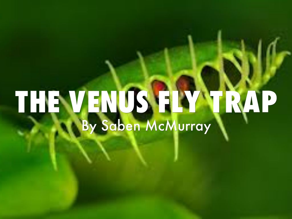 The venus fly trap by sjms4