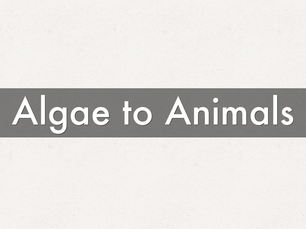 Algae to Animals