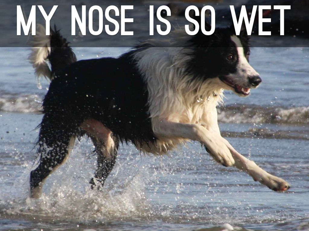 my nose is so wet