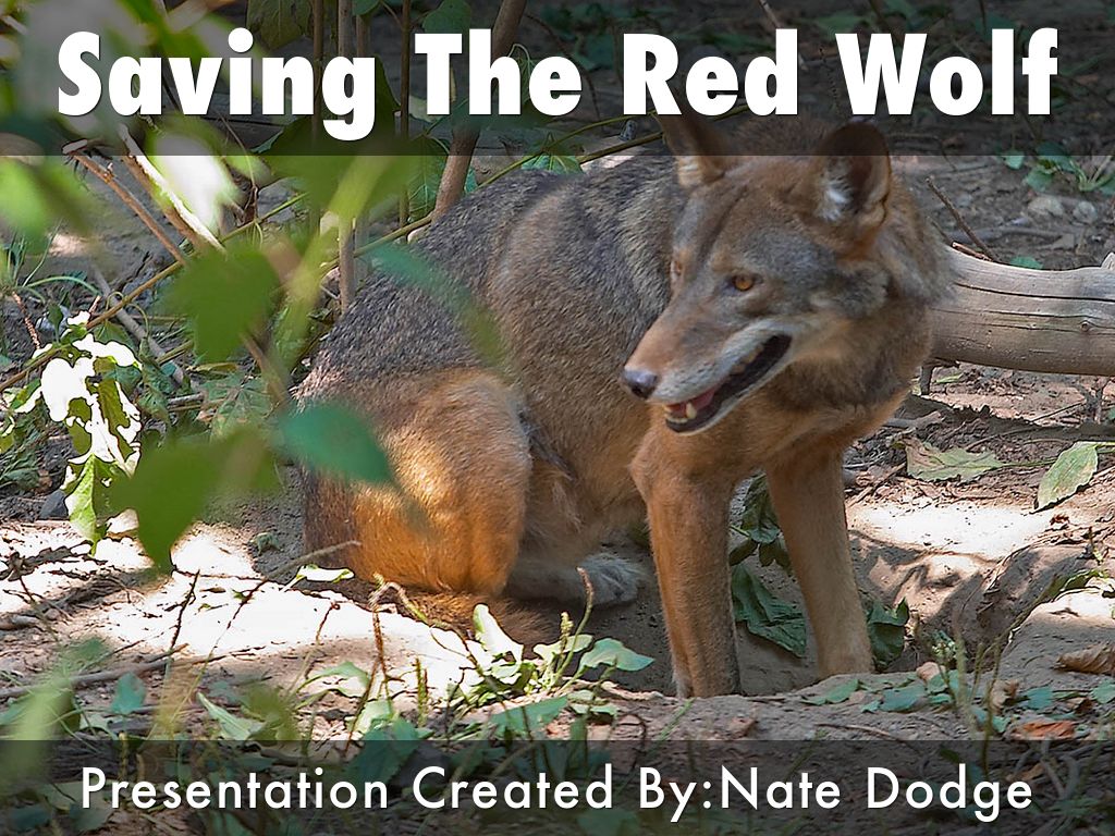 The Red Wolf