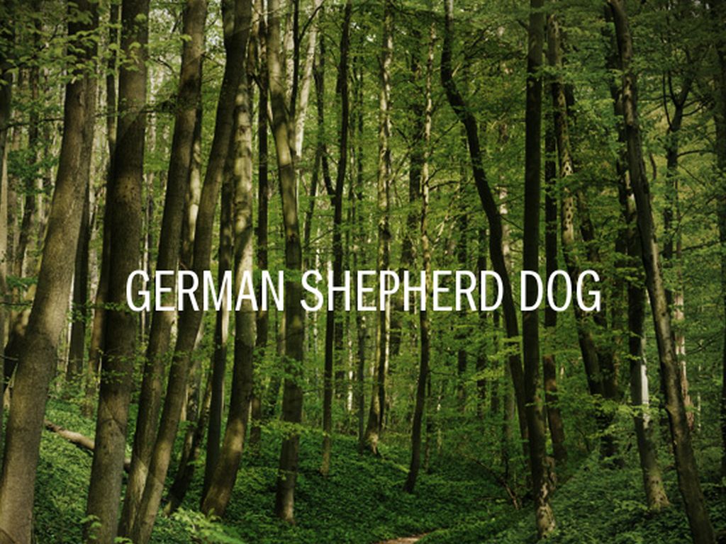 German Shepherd Dog