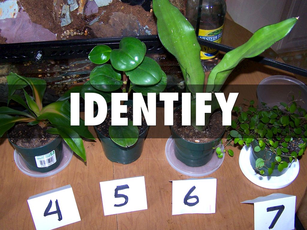 Flocabulary Test Taking Vocabulary by Alisa Leinart