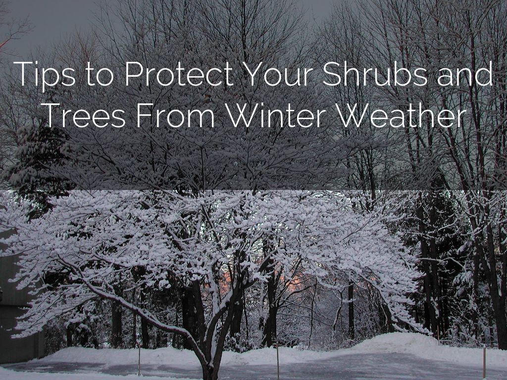 Tips to Protect Your Shrubs and Trees From Winter Weather
