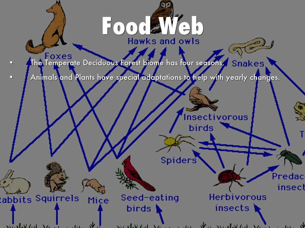 Deciduous Forest Food Web Animals