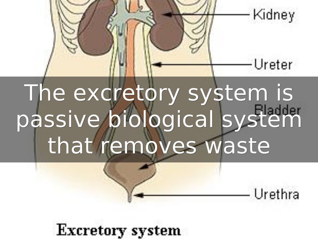 The EXCRETORY system by haleydamino