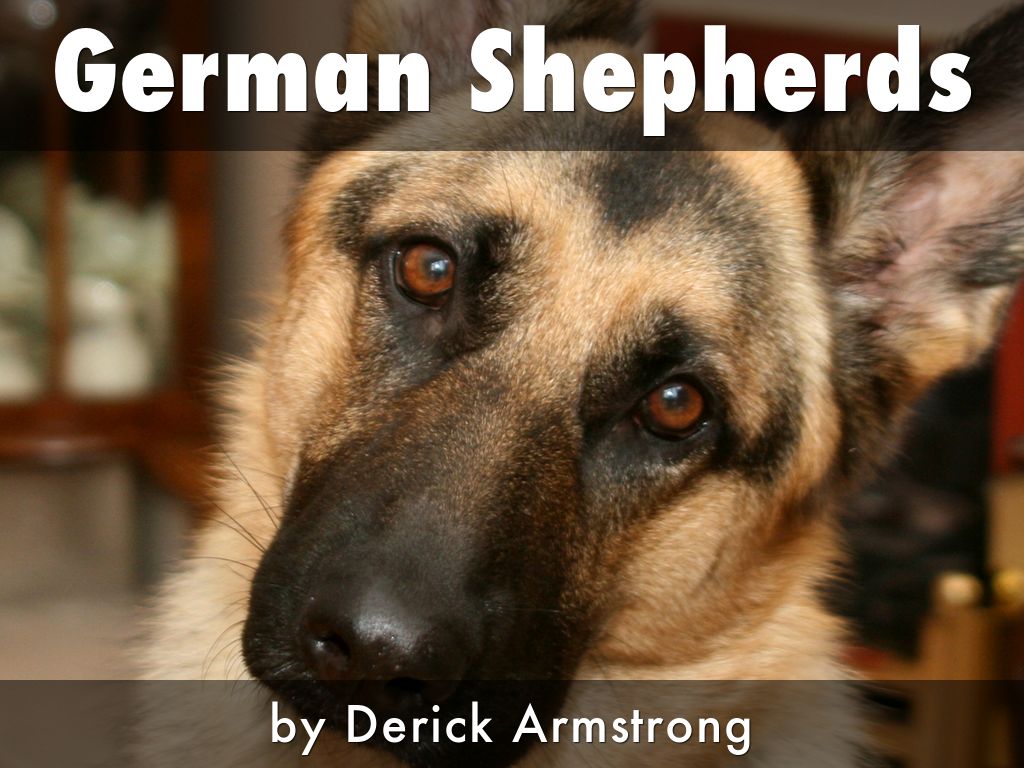 German Shepherds by Derick Armstrong