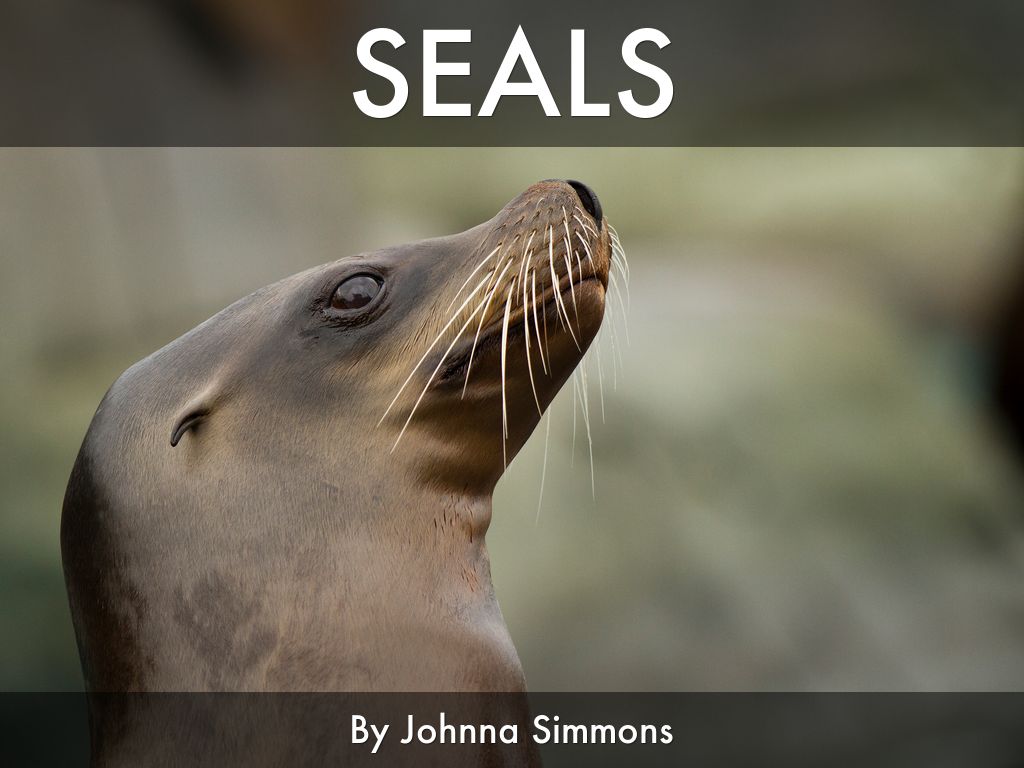 Seals by Johnna Simmons
