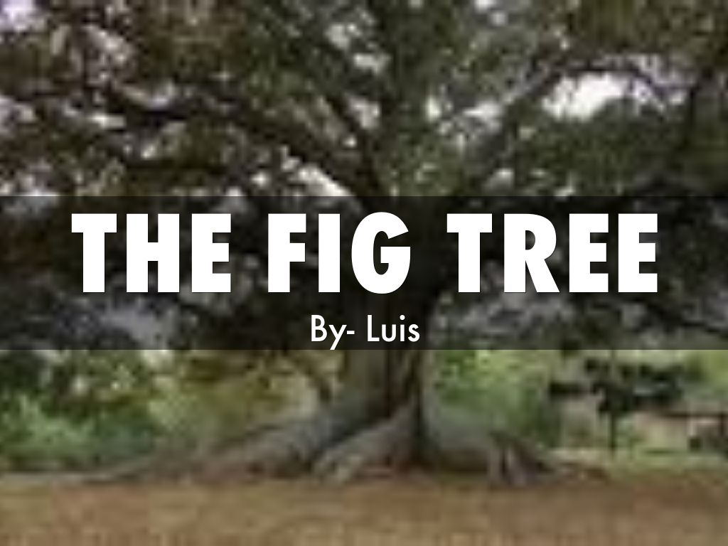The Fig Tree