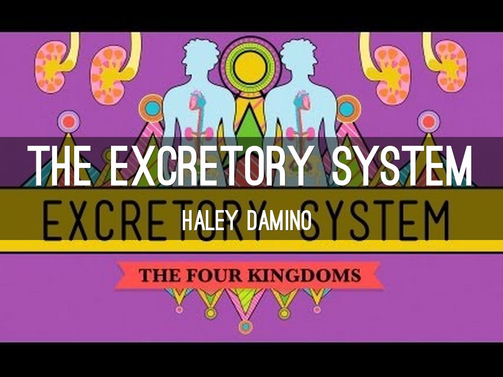 The EXCRETORY system