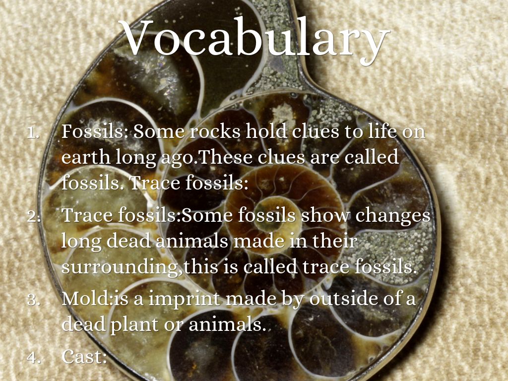 Fossils by Drake Allen