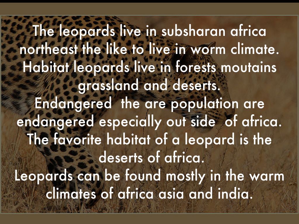 The leopards live in subsharan africa northeast the like to live in worm climate. Habitat leopards live in forests moutains gra