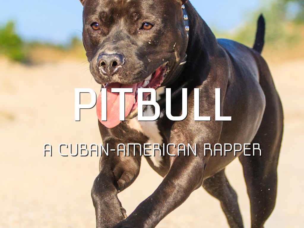 Pitbull