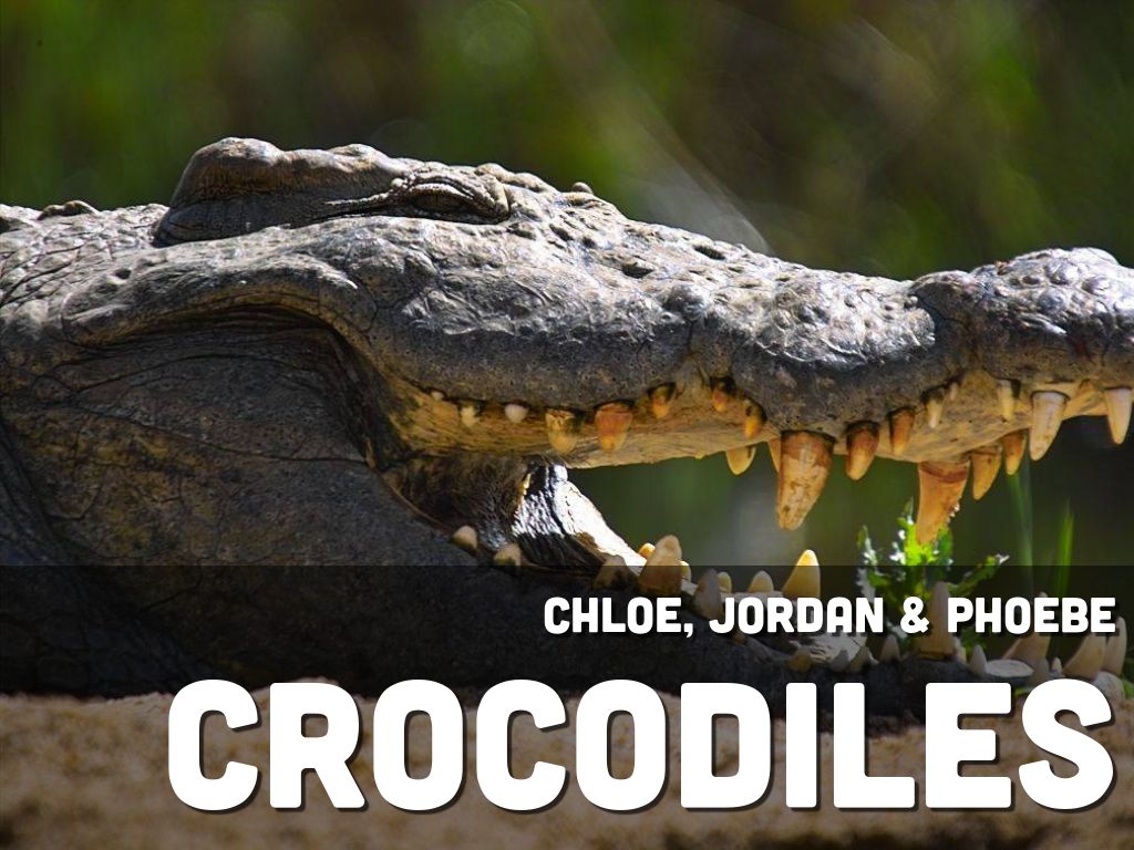 Copy of Crocodiles