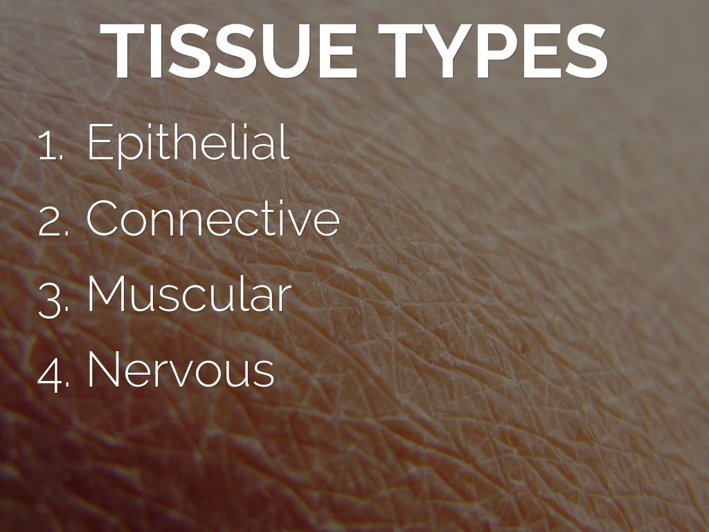 Epithelial Tissue