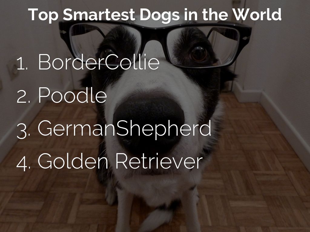 Top Smartest Dogs in the World by temflil000
