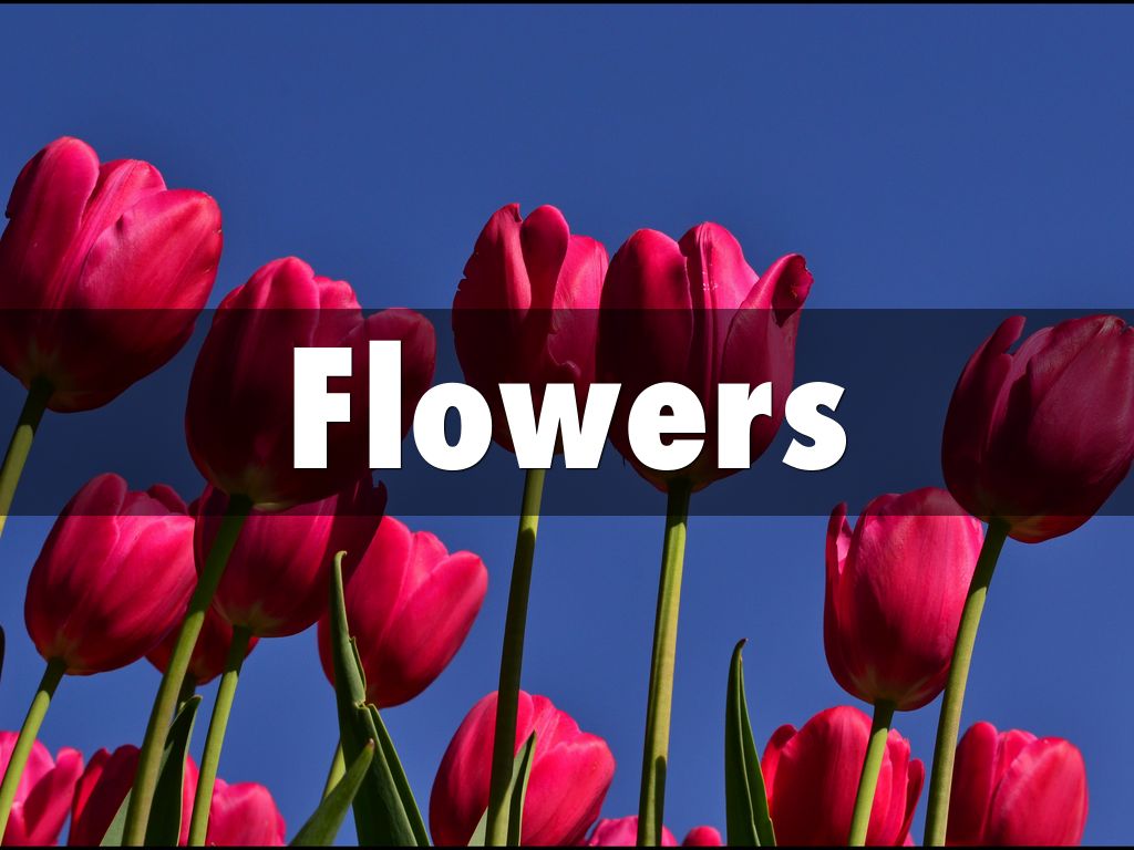 Flowers