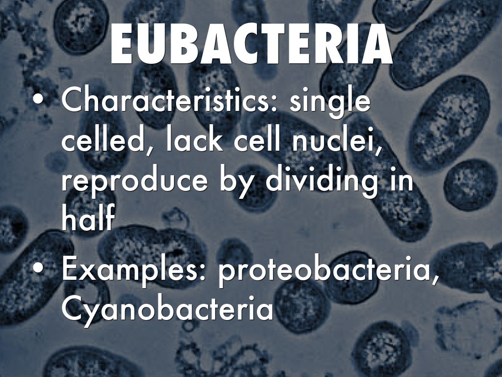 archaebacteria examples