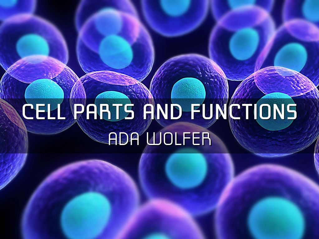 Cell Parts And Functions