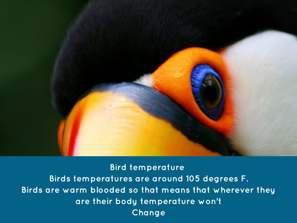 Bunnies by Jun Seoyeon