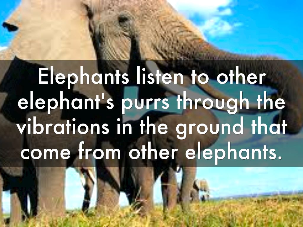 Elephants by Amber Ferreira by amberferreira99