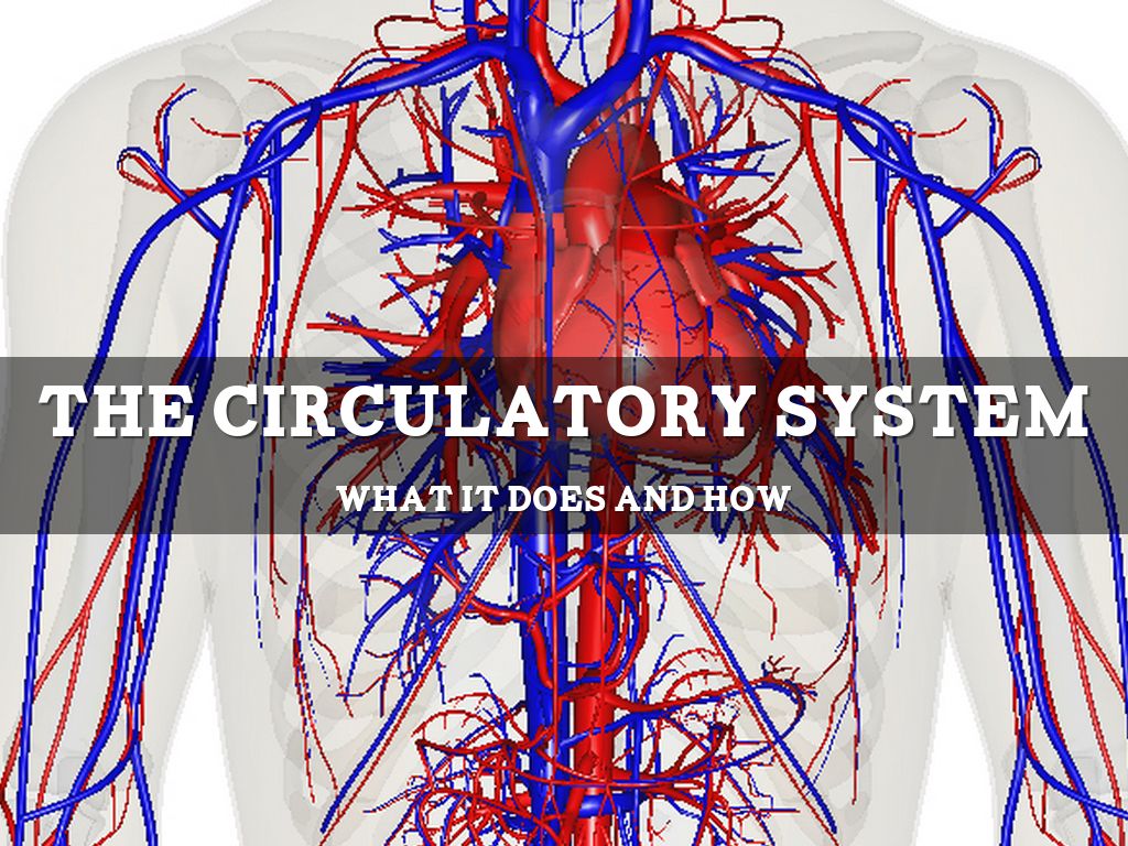 The Circulatory System