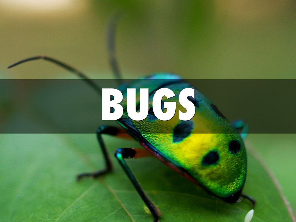 Bugs