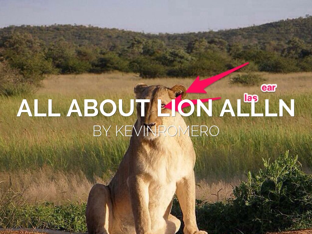 All About Lion All