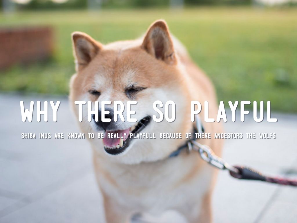 Shiba Inu by Ty Bell