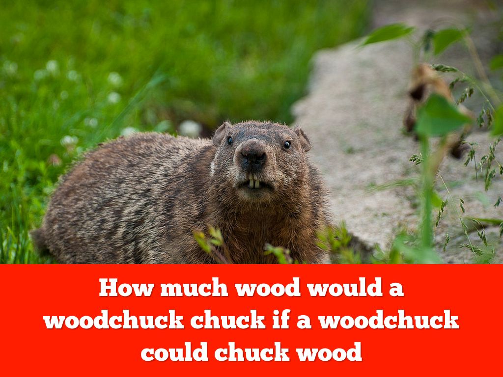 🐿🐿How Much Wood Would A Woodchuck Chuck If A Woodchuck Could Chuck Wood By Mateo🐿🐿