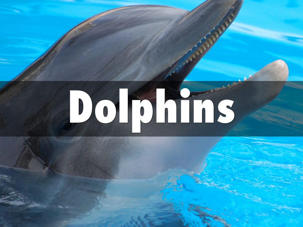 Dolphins