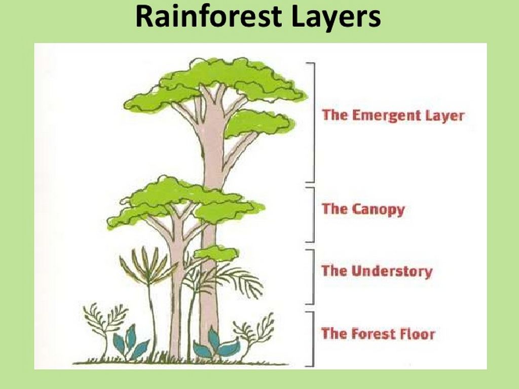 Image result for rainforest layers