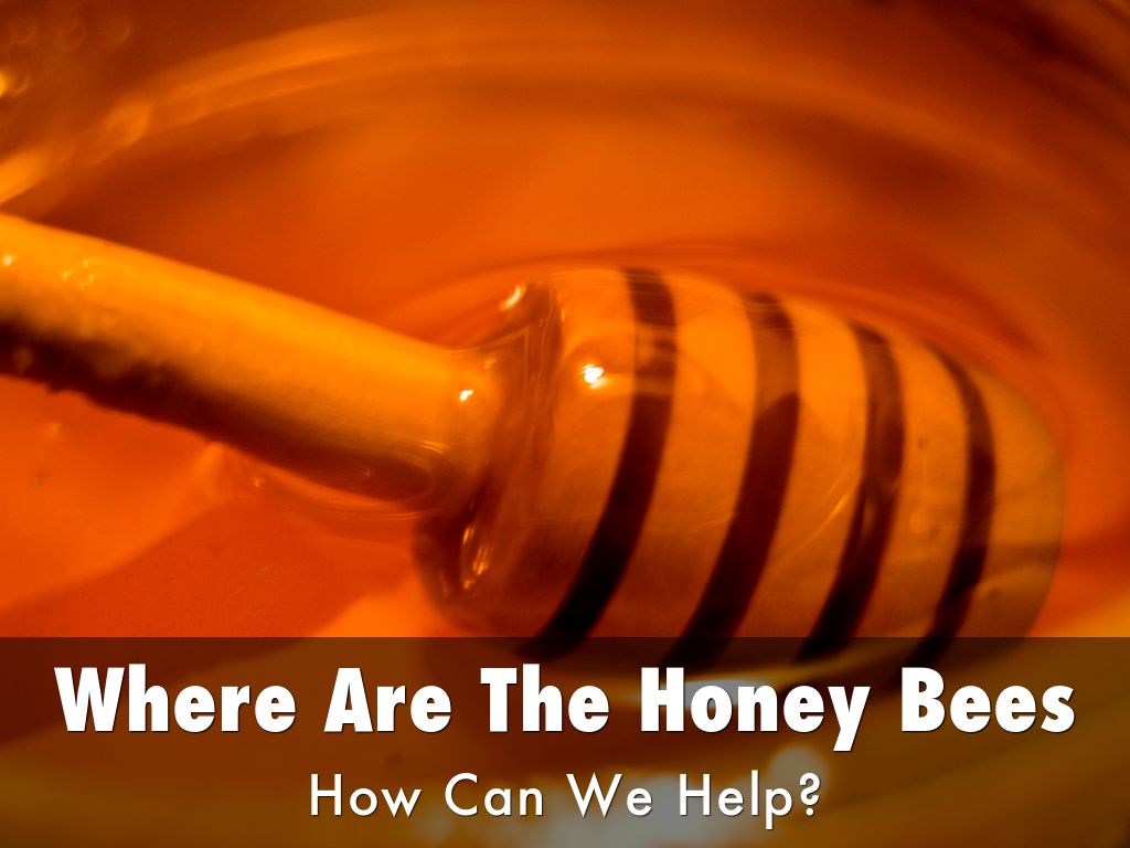 Were Are The Honey Bees