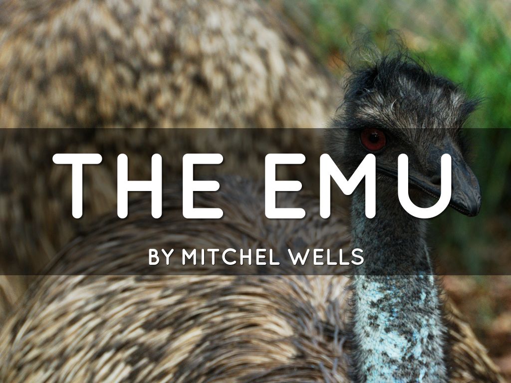 Emu