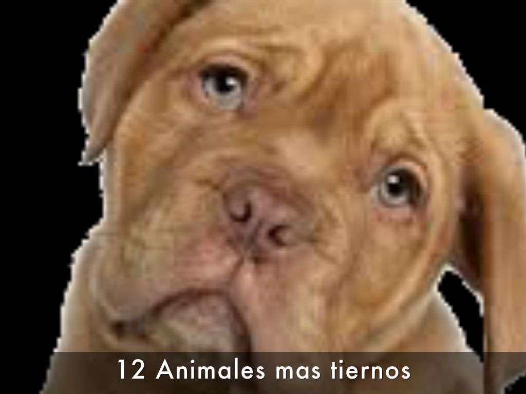 12 Animales mas tiernos