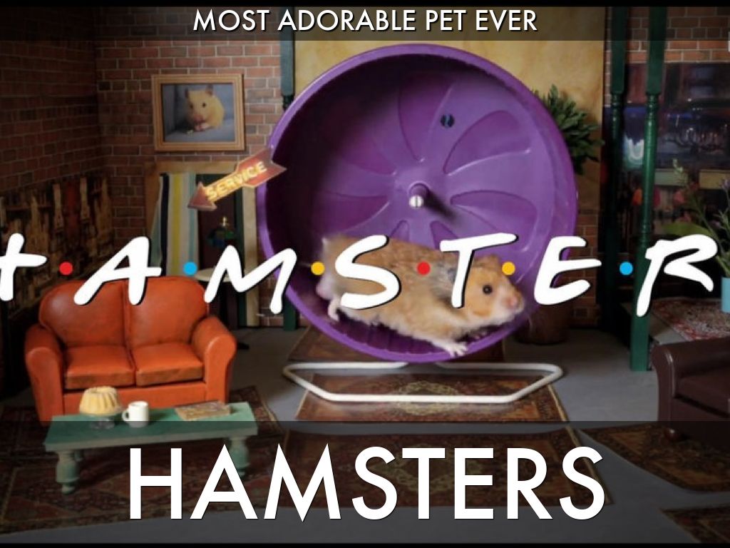 Hamsters