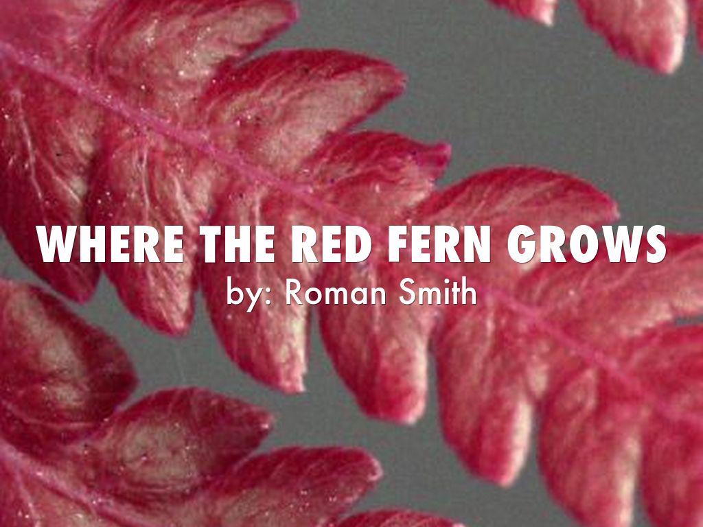 Where the red fern grows by romananddayne