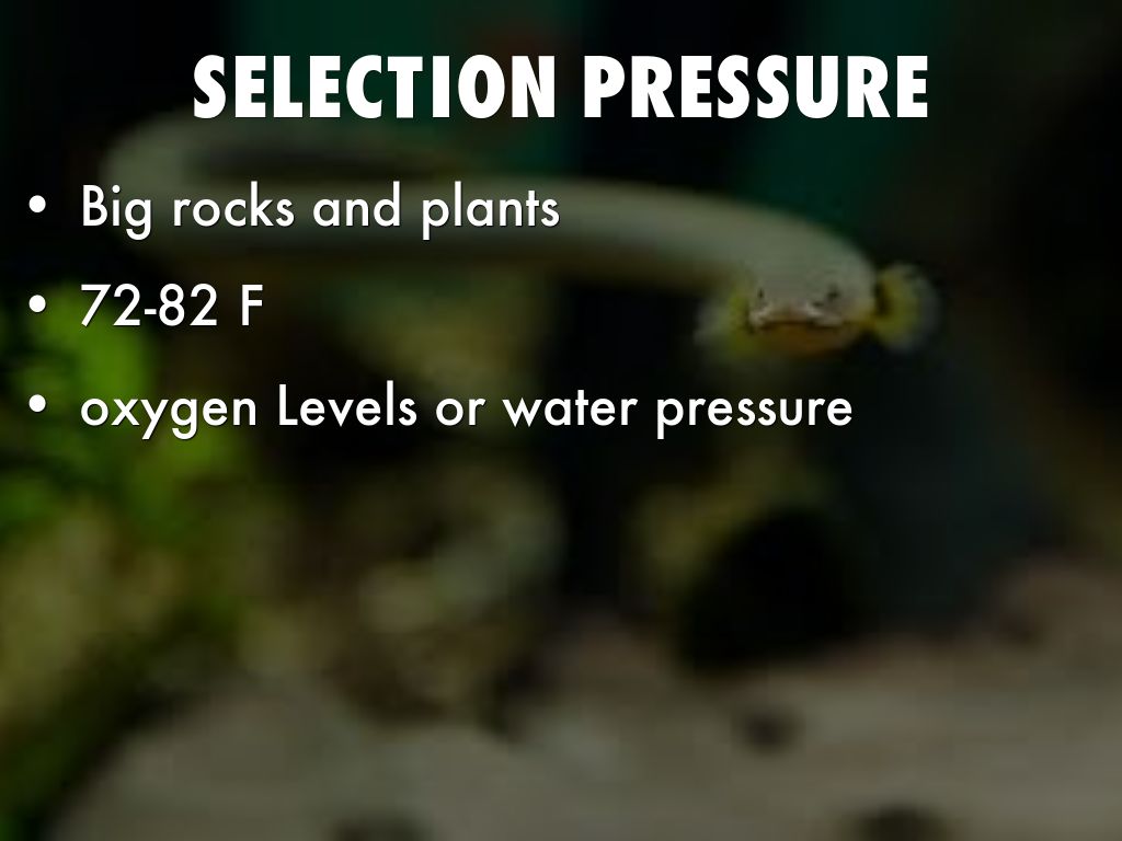 Rope Fish by alinthealien