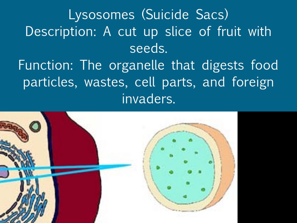 Organelles by Shantel Scifert