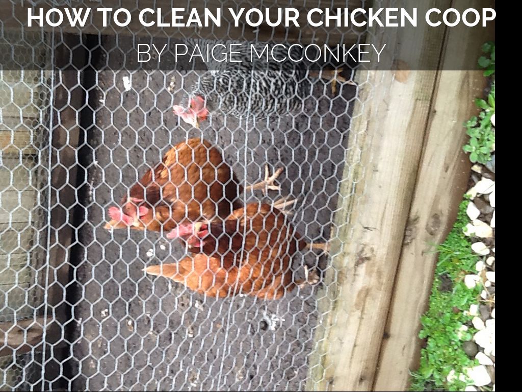 How To Clean Your Chicken Coop