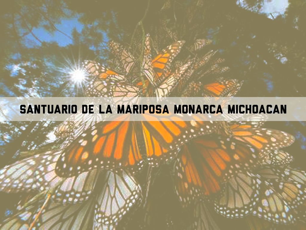 Santuario De La Mariposa Monarca 