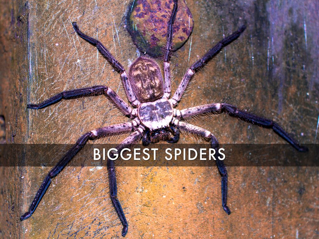 Spiders