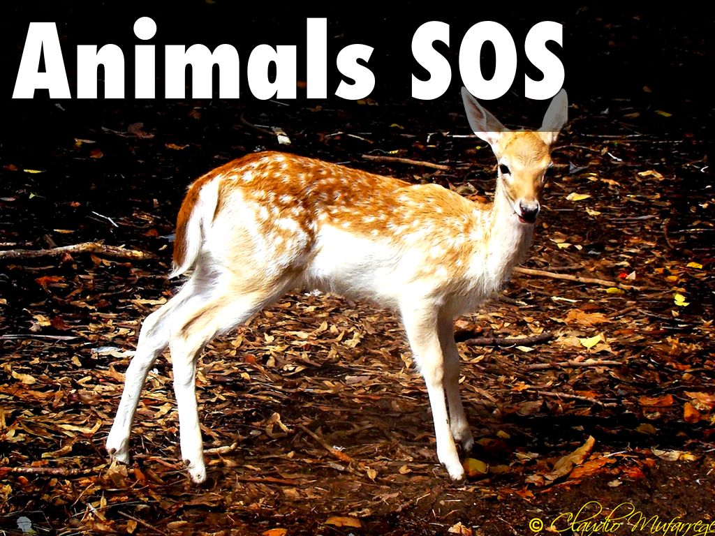 Animals SOS