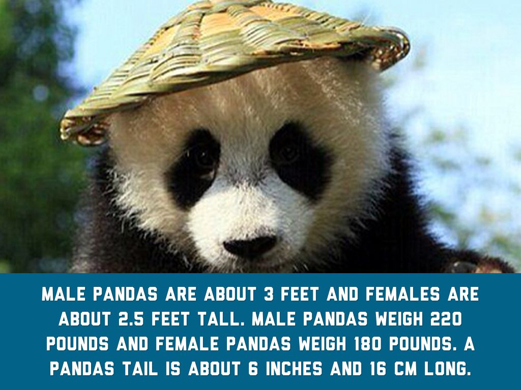 giant-panda-by-josie-reyes