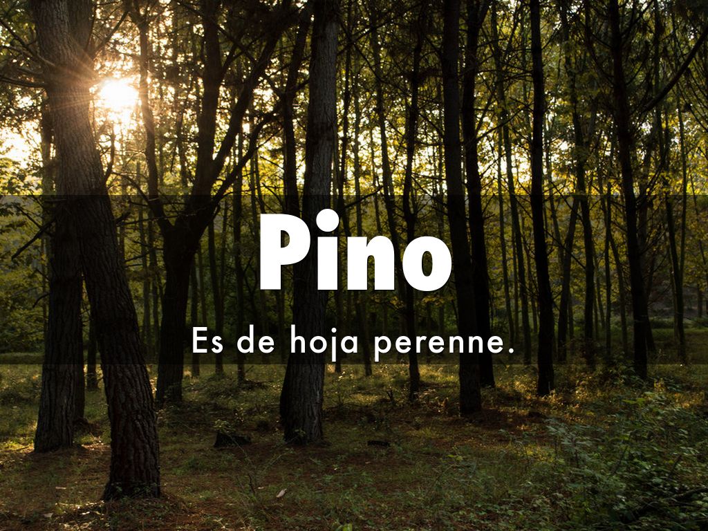 Copy of Clima Mediterráneo