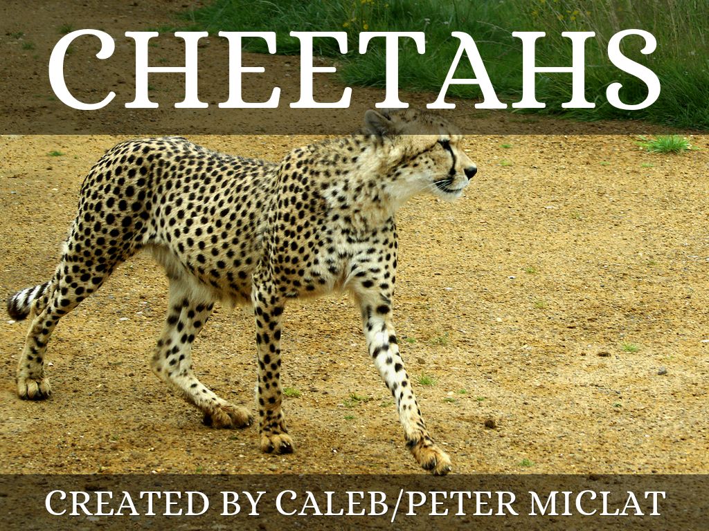 Copy of Cheetahs