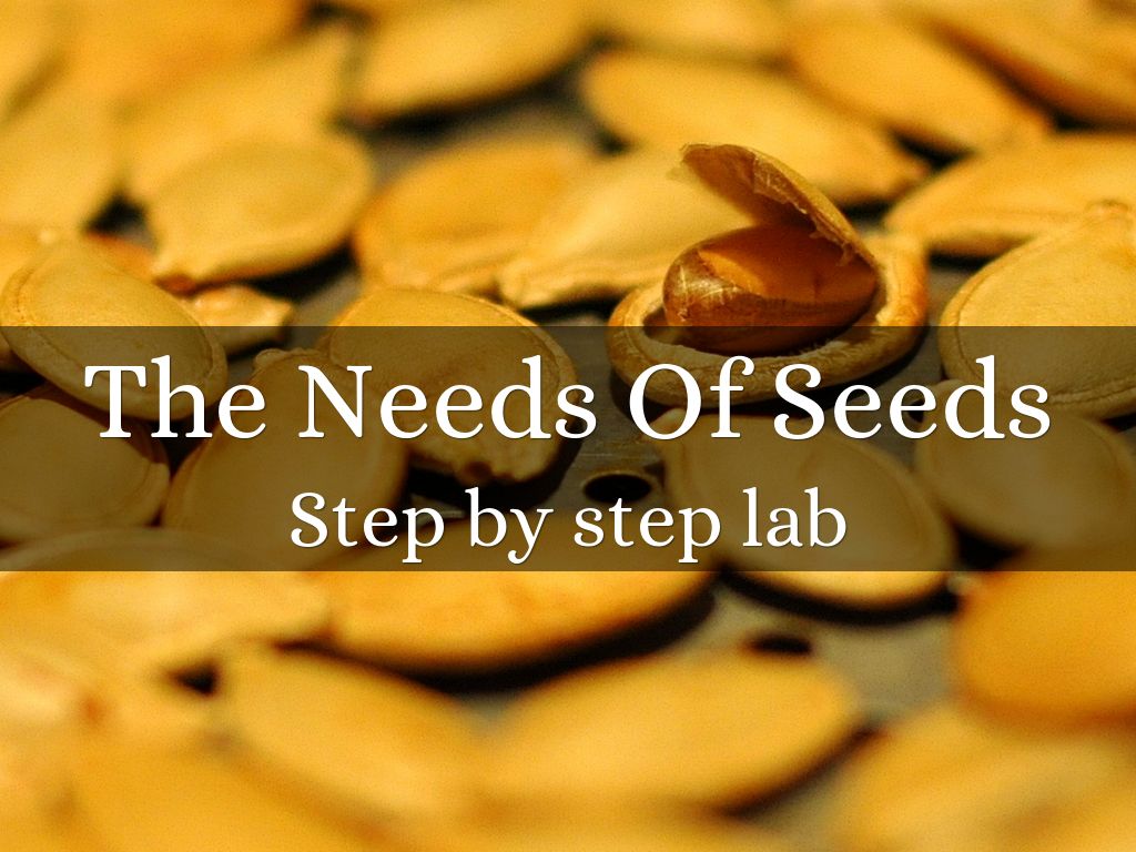 The Needs Of Seeds