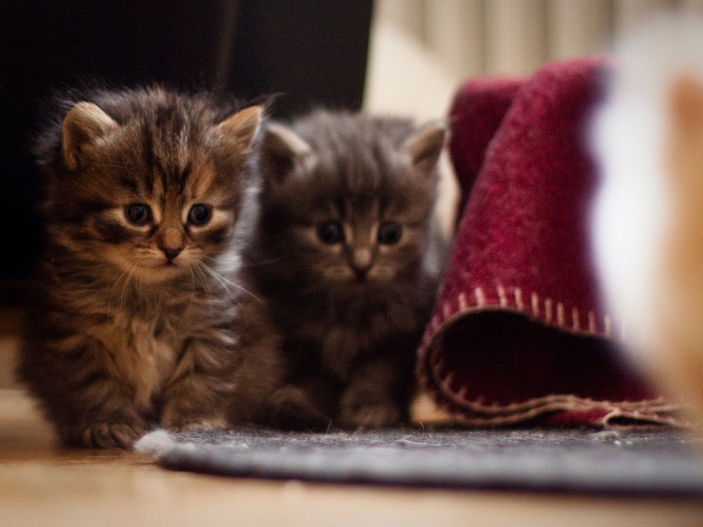 FIA - Syria & Tough Conversations