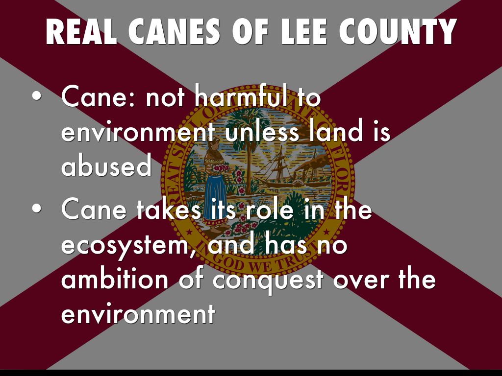 Cane Where The Sugar At? by Robby Meyers