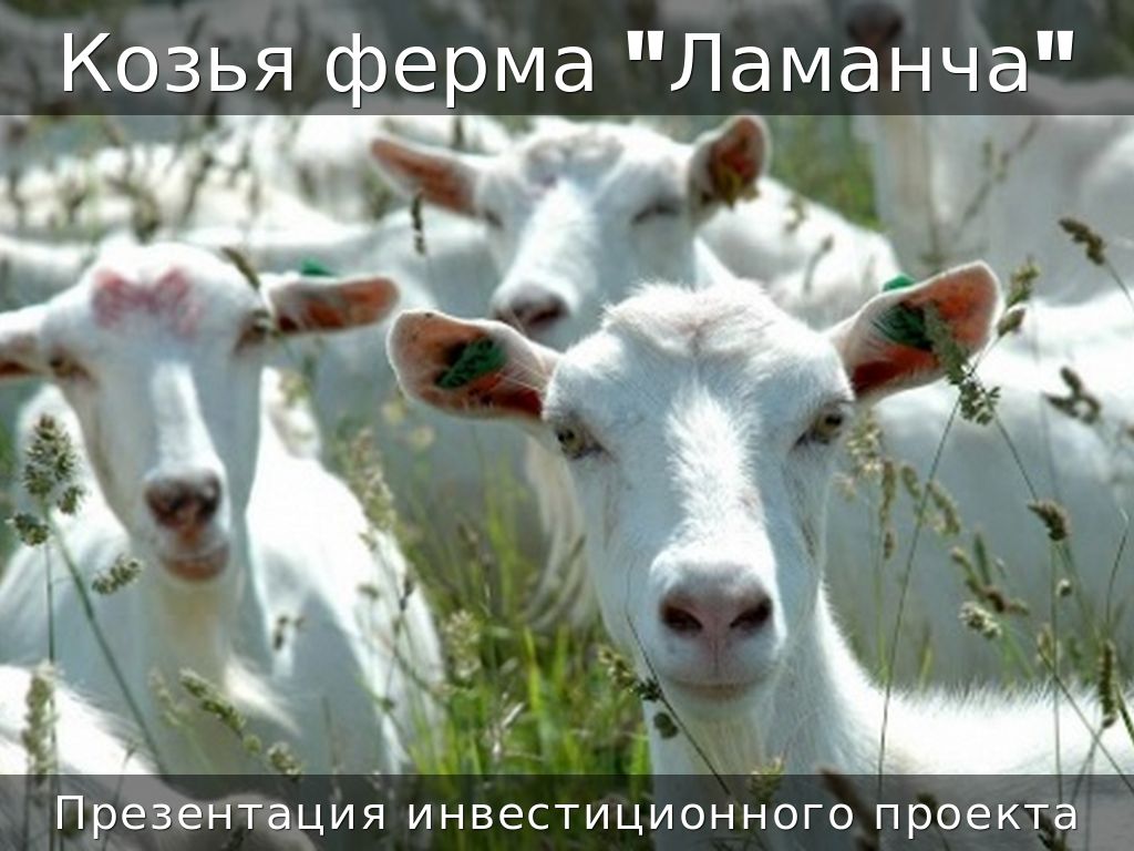 Козья  "Ламанча"4-1